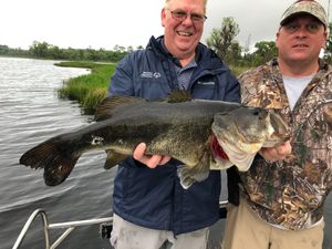 Largest Bass Spotted in Florida 2022